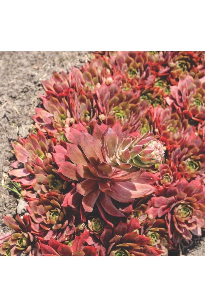 Sempervivum hybridum Othello